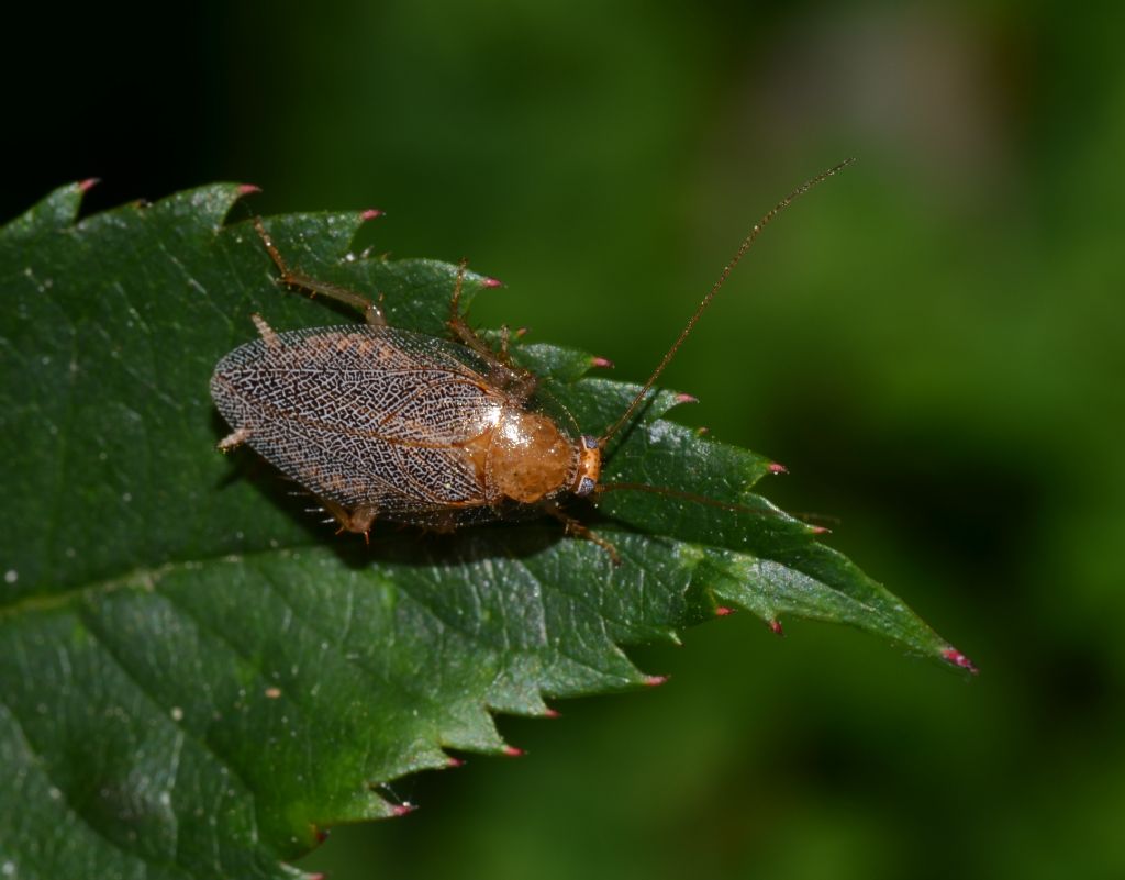 Blatta? - Ectobius sp.